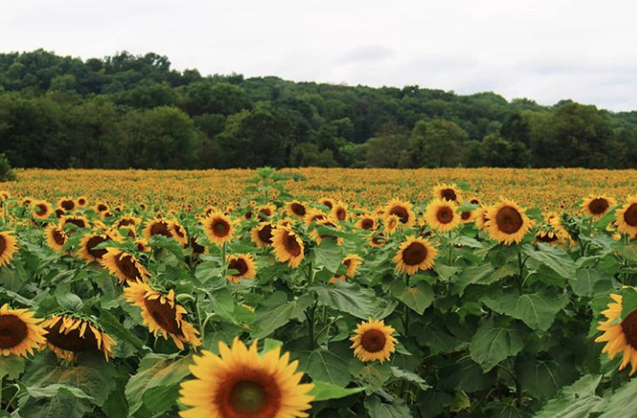 Beautiful view of sunflower 
