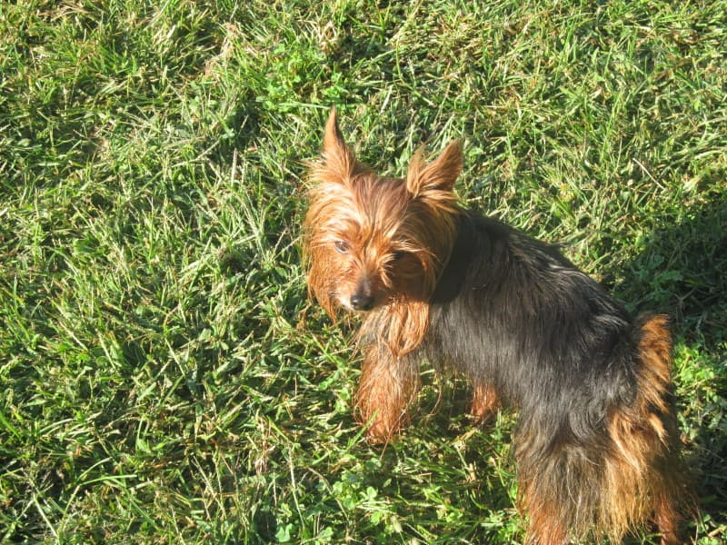 Image of a dog at a dog park in NJ
