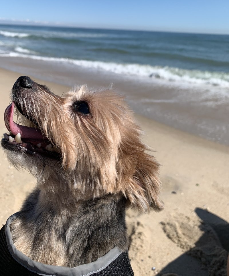 Imsge of toy Yorkie at Asbury Park beach in NJ