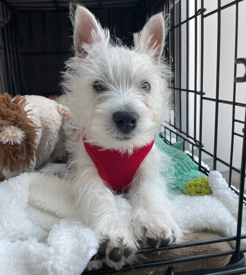 A Westie dog on a photo shoot in NJ