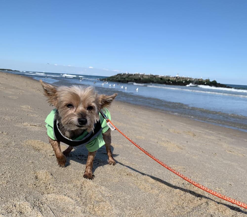 Image of our dig Dakots at the Asbury Park beach