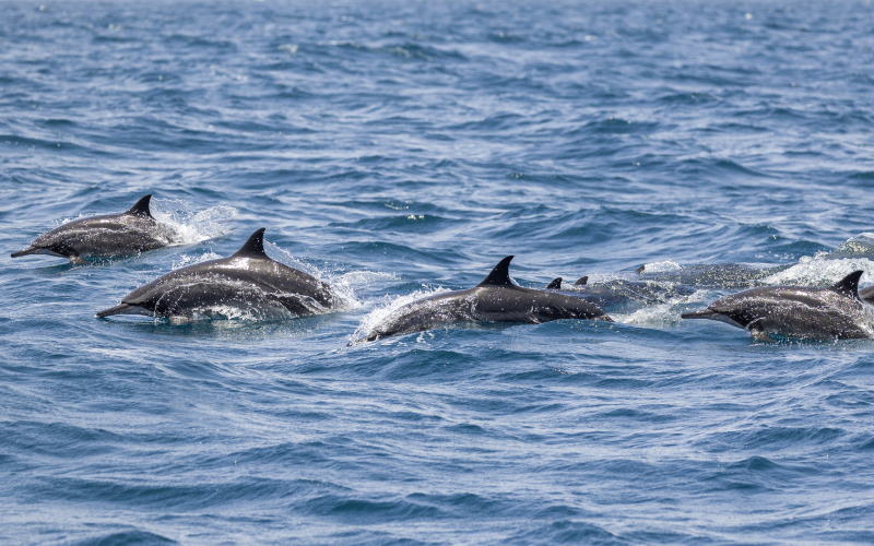 Dolphin Watching in NJ