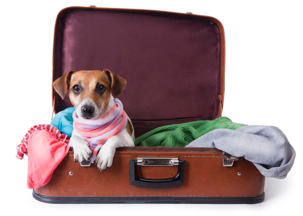 Image of a dog in a suitcase