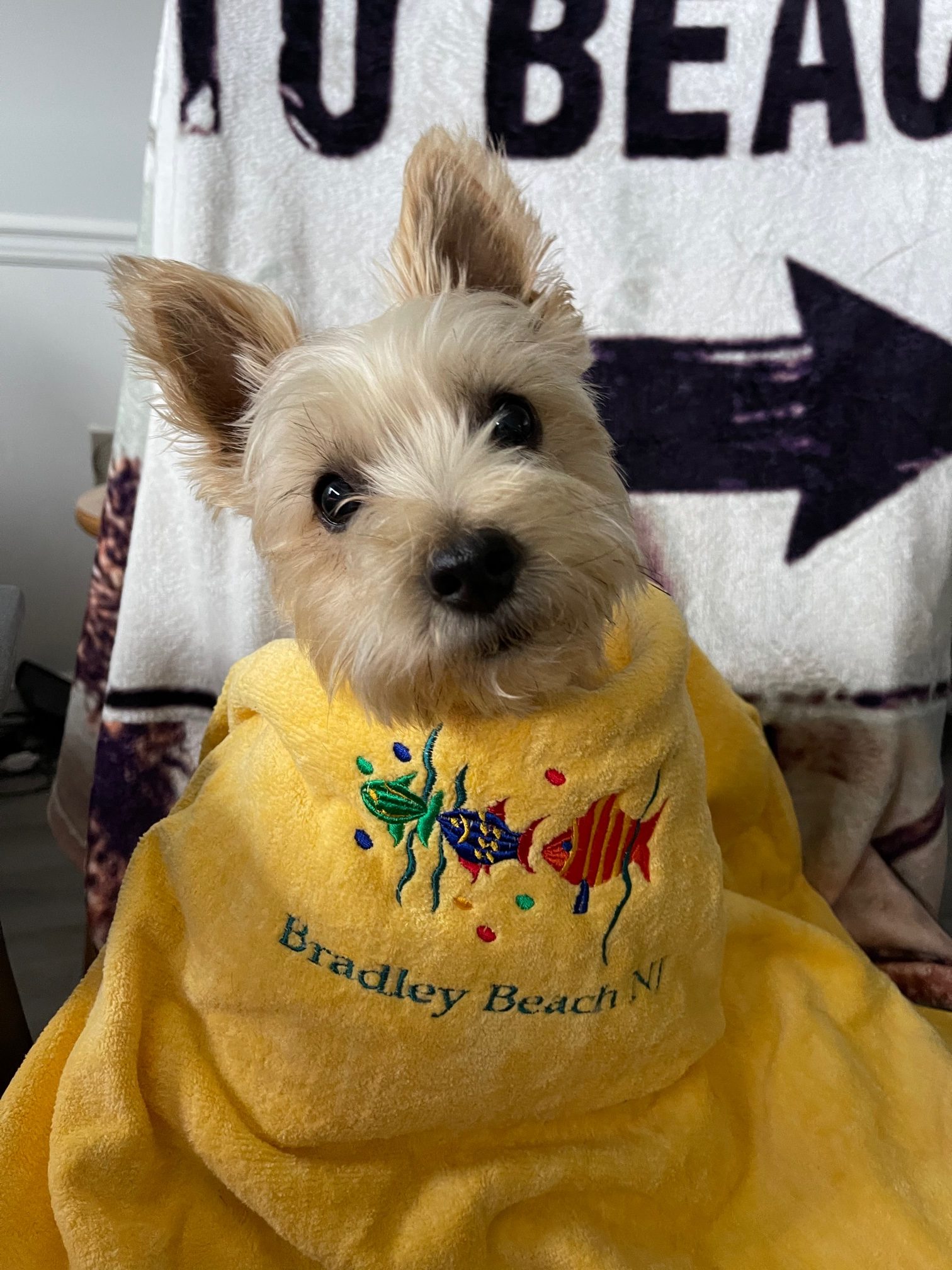 Image of a dog in a hotel room