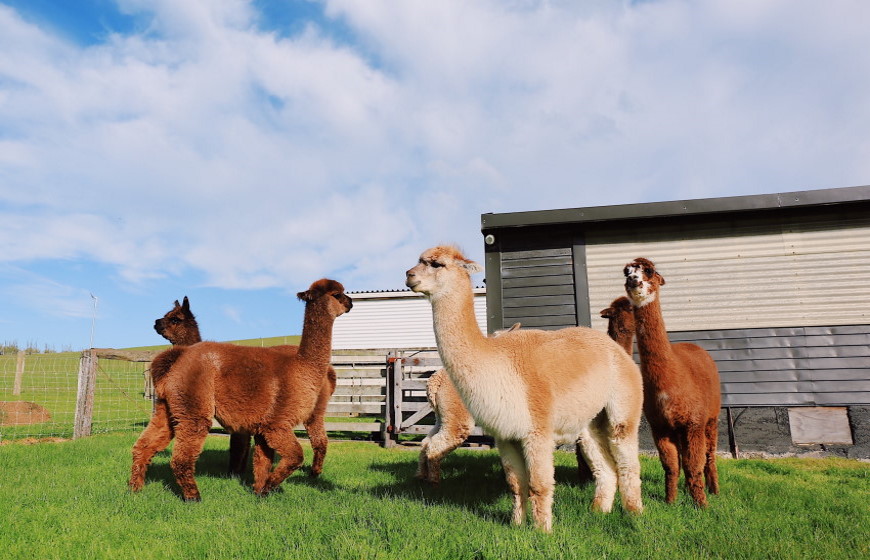 Llama Farms in New Jersey – These Beautiful Animals Are Natural Sights for Sore Eyes