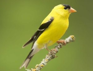 the state bird of new jersey