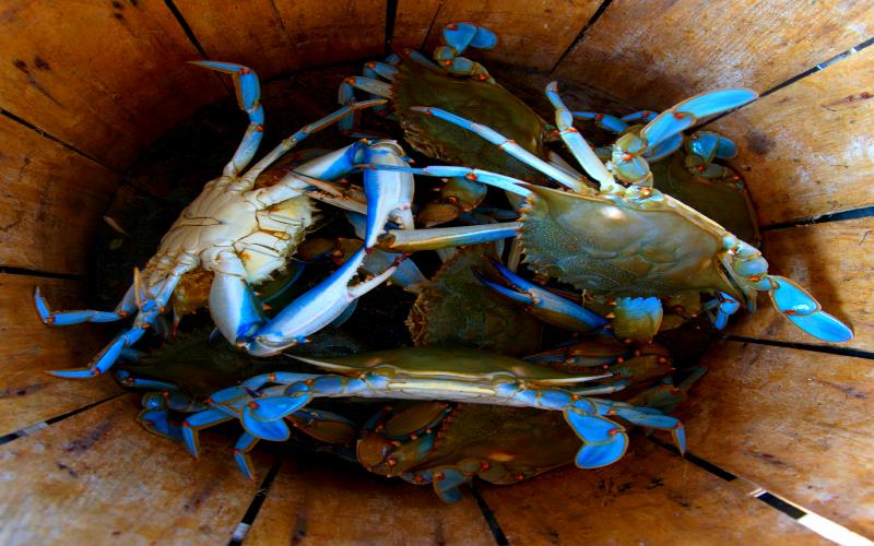 Beaver Dam Boat Rentals, Crabbing in NJ, in Newport, Cumberland County